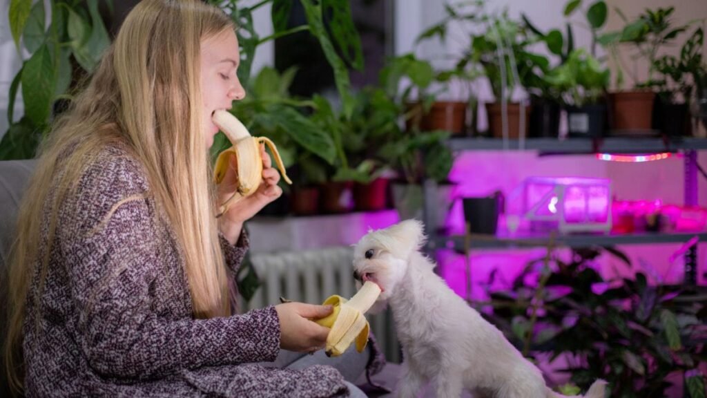 Young woman eating banana and feeding her puppy with banana