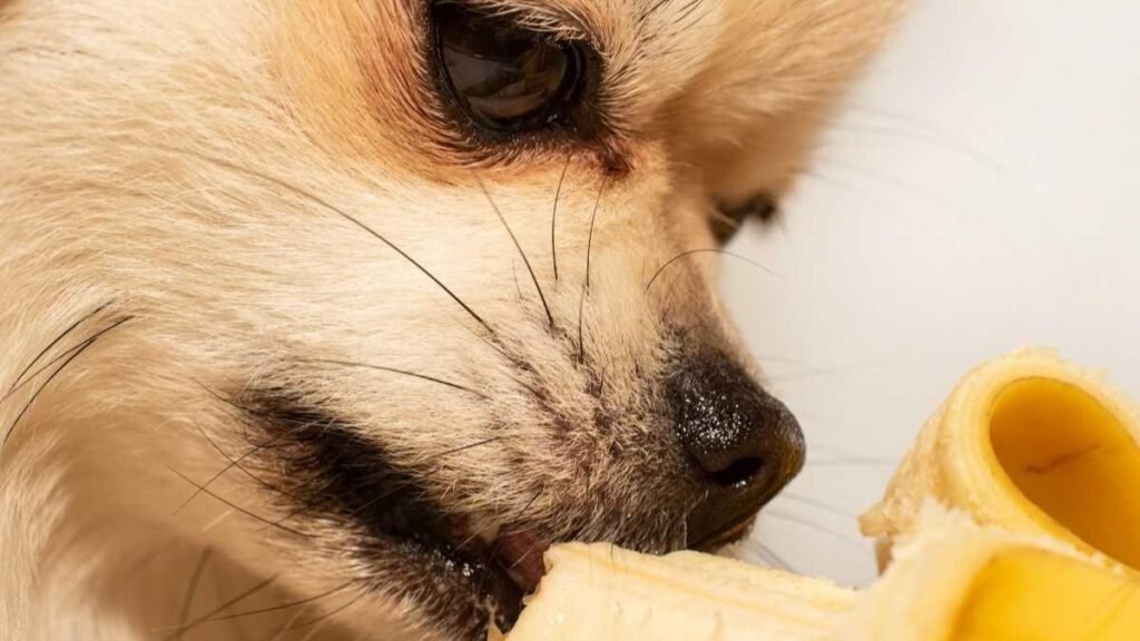 Can Dogs Eat Bananas?