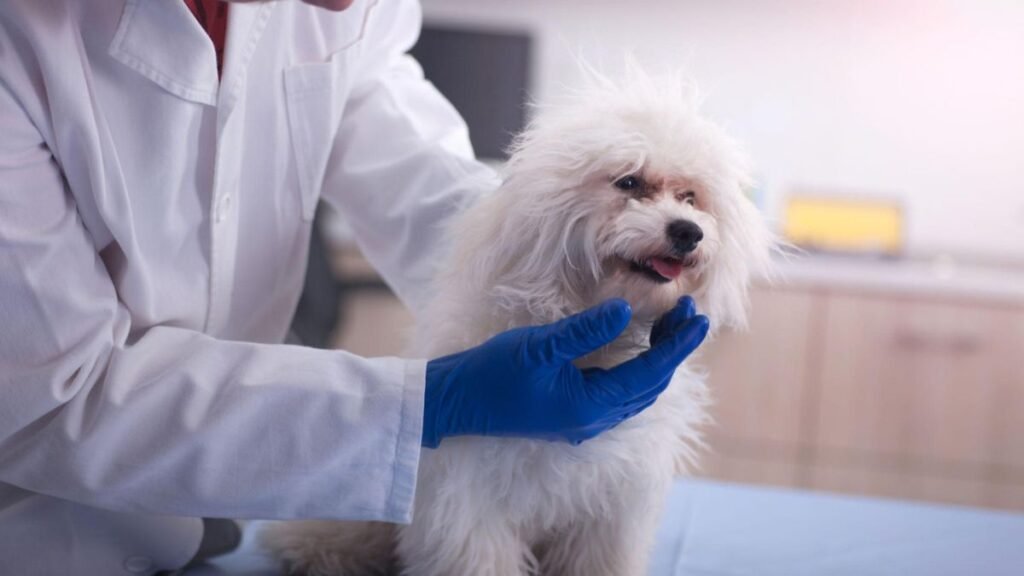 veterinarian examine small dog in pet clinic