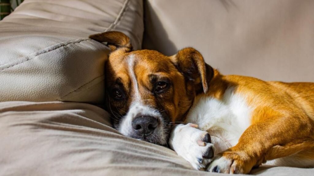 dog with Food Bloating