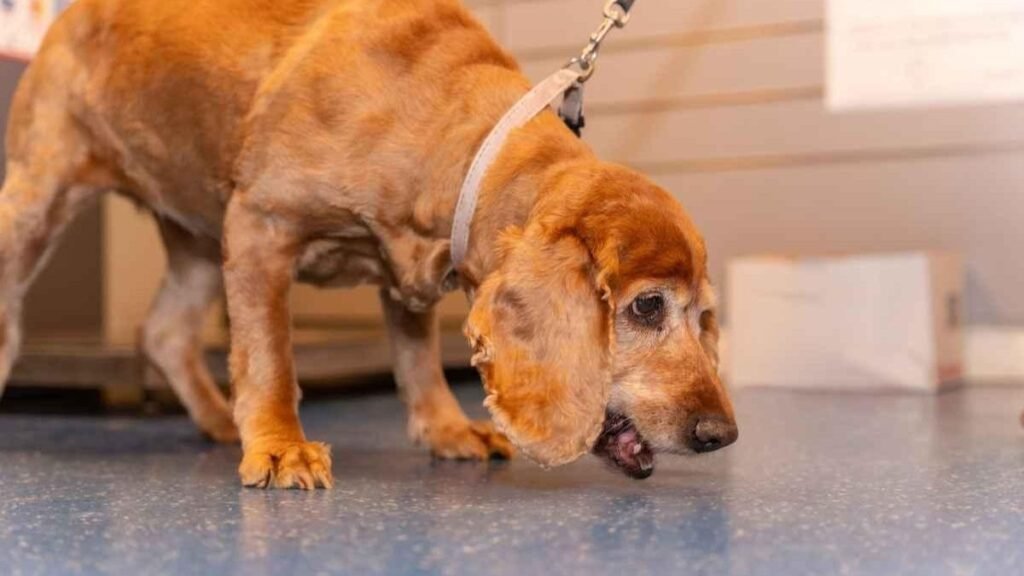 Dog Vomiting