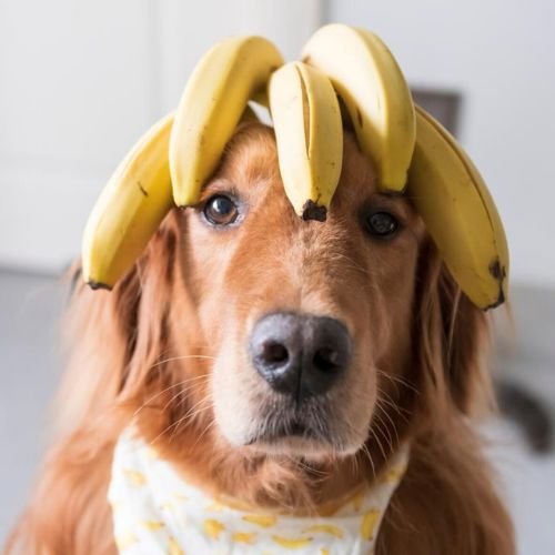 The Benefits of Bananas for your Dog