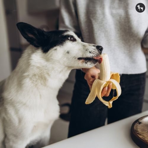 Can Dogs Eat Bananas