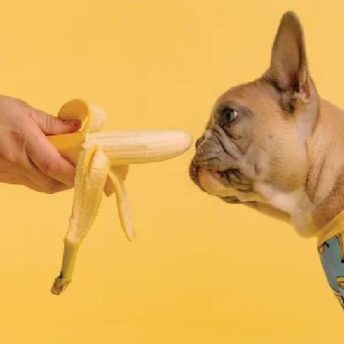 Can Dogs Eat Bananas