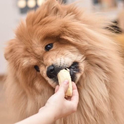 Can Dogs Eat Bananas